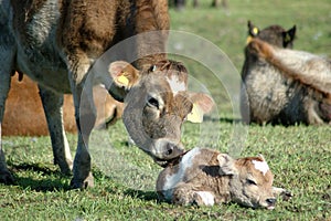 Newborn calf