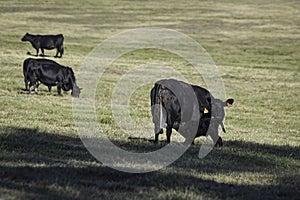 Newborn calf nursing first milk