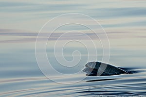 Newborn calf Rare Goose Beaked whale dolphin Ziphius cavirostris
