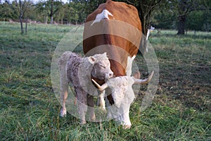 Newborn calf with red umbilical cord stands on wobbly legs next to its mothe