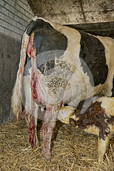 Newborn calf in a stable