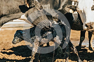 newborn calf standing for the first time with the umbilical cord hanging down