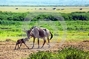 The newborn calf is trying to stand