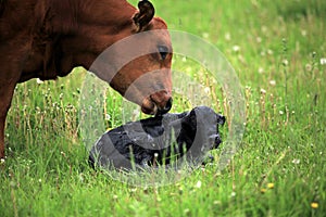 Newborn calve and it's mother