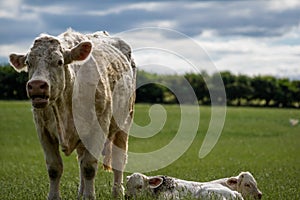 Newborn calves lying down on the green field next to the cow