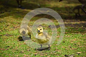 Newborn Canada goose babies in a park