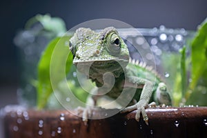 newborn chameleon with tail injury in a terrarium