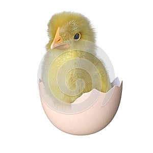 Newborn chick 3d illustration isolated white background