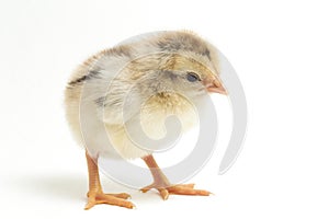 A newborn Chick Ayam Kampung is the chicken breed reported from Indonesia. The name means simply `free-range chicken` or literally