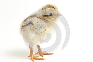 A newborn Chick Ayam Kampung is the chicken breed reported from Indonesia. The name means simply `free-range chicken` or literally