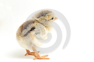 A newborn Chick Ayam Kampung is the chicken breed reported from Indonesia. The name means simply `free-range chicken` or literally
