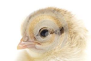 A newborn Chick Ayam Kampung is the chicken breed reported from Indonesia. The name means simply `free-range chicken` or literally