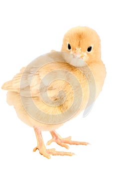 Newborn chick, Buff Orpington with clipping path. photo