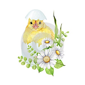 Newborn chick in cracked egg shell with flower decor. Watercolor painted illustration. Hand drawn small fluffy chicken