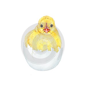 Newborn chick in a egg shell. Watercolor painted illustration. Hand drawn small fluffy chicken hatched from the egg