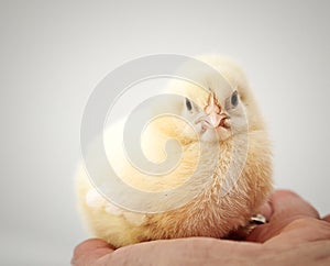 newborn chick on a farmer& x27;s hand