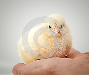 newborn chick on a farmer& x27;s hand