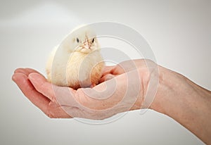 newborn chick on a farmer& x27;s hand