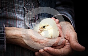 newborn chick on a farmer& x27;s hand