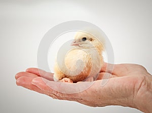 newborn chick on a farmer& x27;s hand