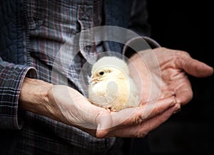 newborn chick on a farmer& x27;s hand