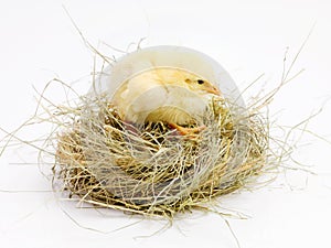 Newborn, chick and nest in studio with isolated on white background, cute and small animal in yellow. Baby, chicken and