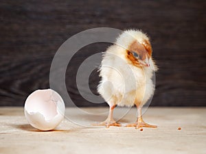 Newborn chick. The shell of the egg. Cute chick