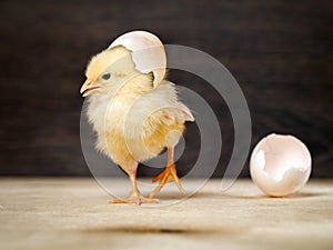 Newborn chick. The shell of the egg. Funny and cute chick