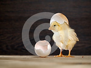 Newborn chick. The shell of the egg. Funny and cute chick