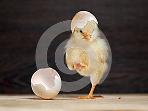 Newborn chick. The shell of the egg. Funny and cute chick