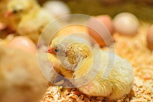 Newborn chicken