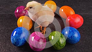 Newborn chicken and colorful dyed eggs - easter concept