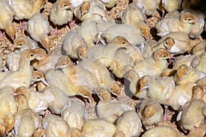 Newborn chicken in incubator on farm