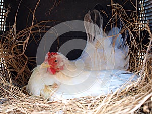 Newborn chicken snug in mom photo