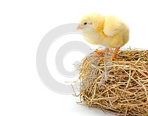 Newborn chicken standing on the edge of a hay nest
