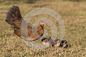 Newborn chickens and her mother hen