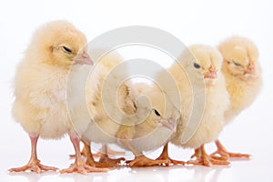 Newborn chickens isolated