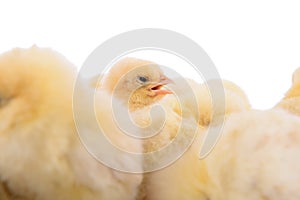 Newborn chickens isolated