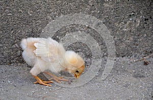 Newborn chickling in the chicken yard