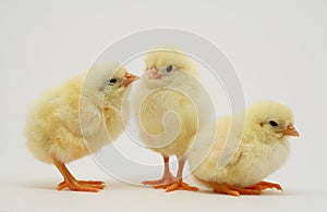 Newborn chicks