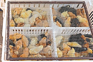 Newborn Chicks Plastic Box