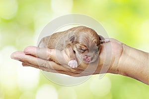 Newborn chihuahua puppy