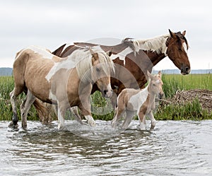 Newborn Chincoteague foal walking in the water with mother
