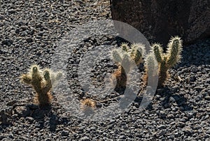 Newborn Cholla cactus