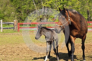 Paso Fino Mare Horse and Colt at a Farm photo