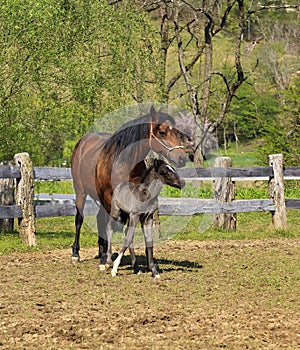 Paso Fino Mare Horse and Colt Standing Together photo