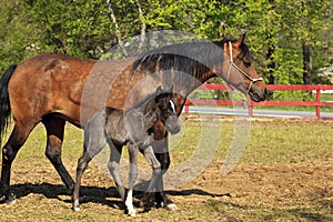 Paso Fino Mare Horse and Cute Colt Standing Together photo