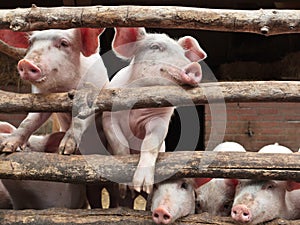 Newborn curious pigs in a stable