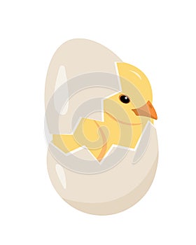 Newborn cute yellow chick in cracked egg isolated.
