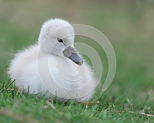 Newborn cygnet in a soft ball on green grass